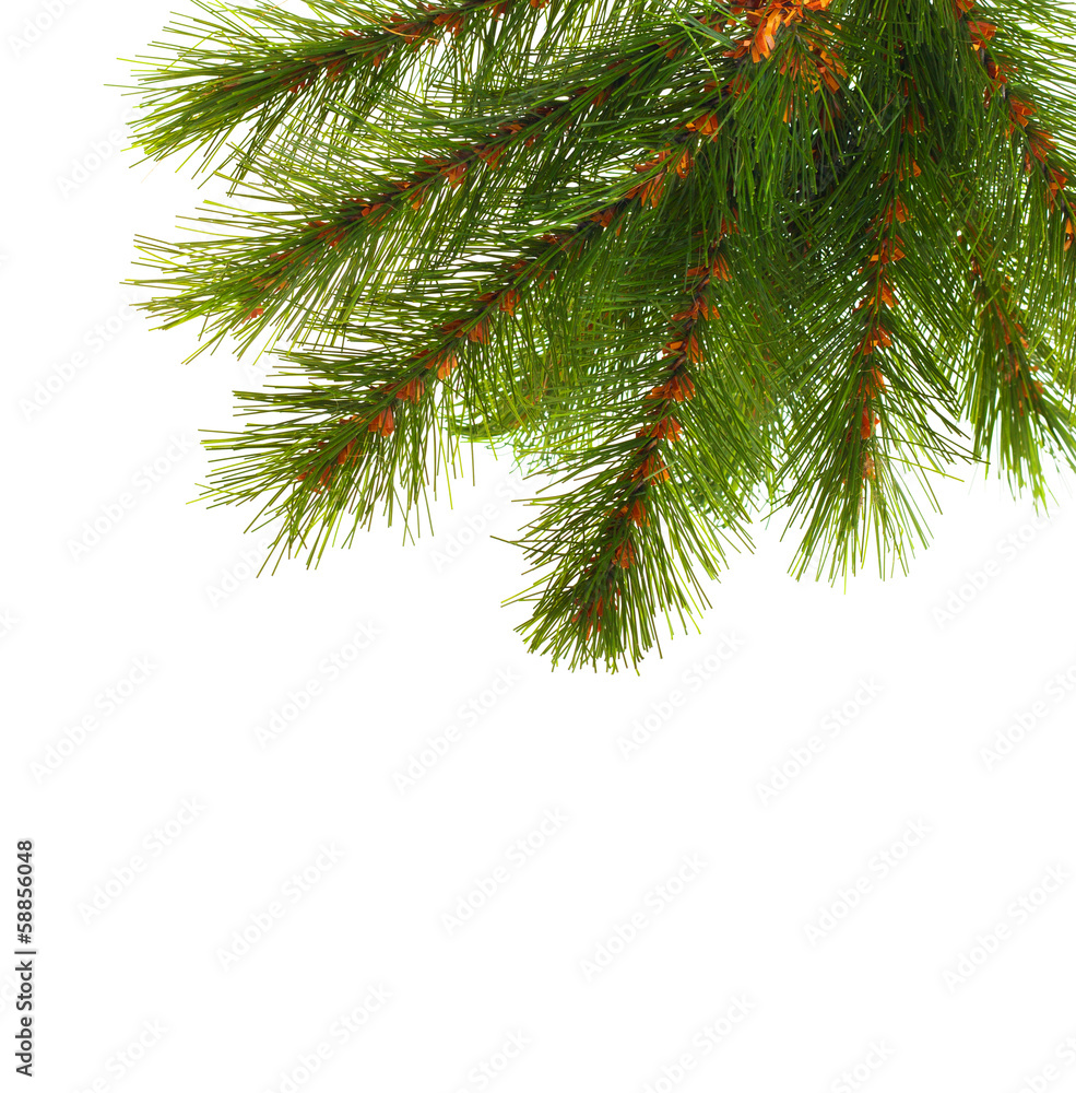 Artificial pine tree branch isolated on white Artificial pine tree branch isolated on white