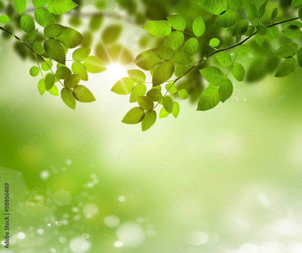 natural green background with selective focus natural green background with selective focus