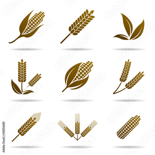 Wheat and rye. Elements for design. Icon set.