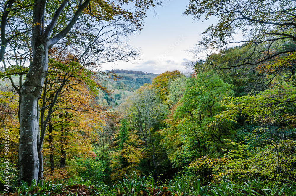 Allen Banks view over wooded valley Allen Banks view over wooded valley