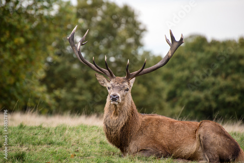 Red deer stag during rutting season in Autumn © veneratio