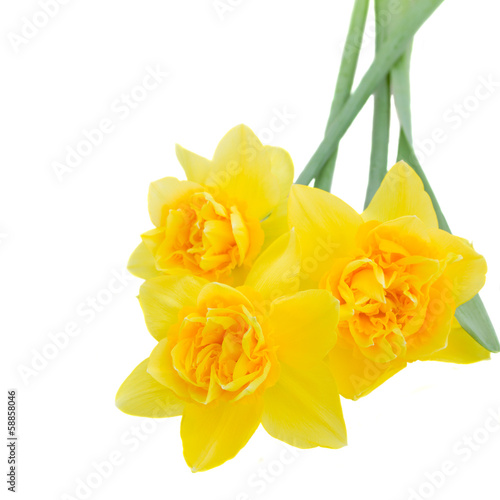 Fototapeta Naklejka Na Ścianę i Meble -  daffodil flowers close up