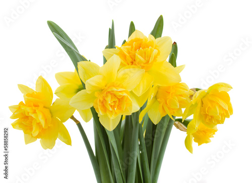 Fototapeta Naklejka Na Ścianę i Meble -  bouquet of daffodils close up