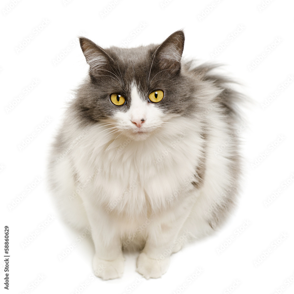 Fototapeta premium Cute domestic cat