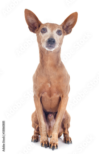 miniature pinscher