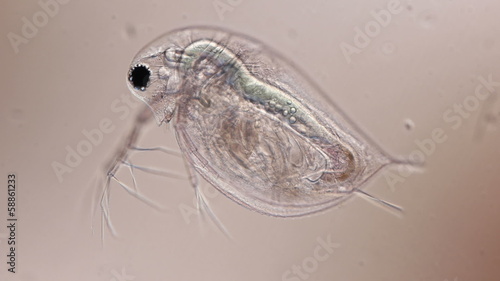 water flea microorganism under a microscope