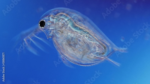 water flea microorganism under a microscope
