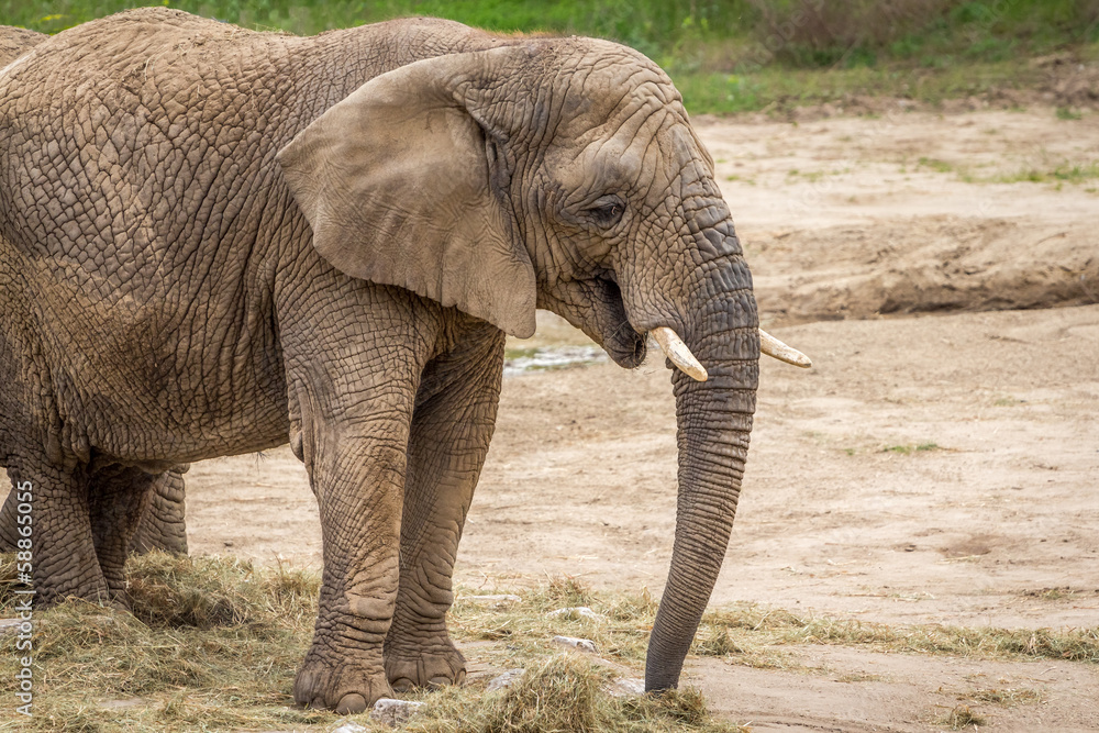 Fototapeta premium Elephant