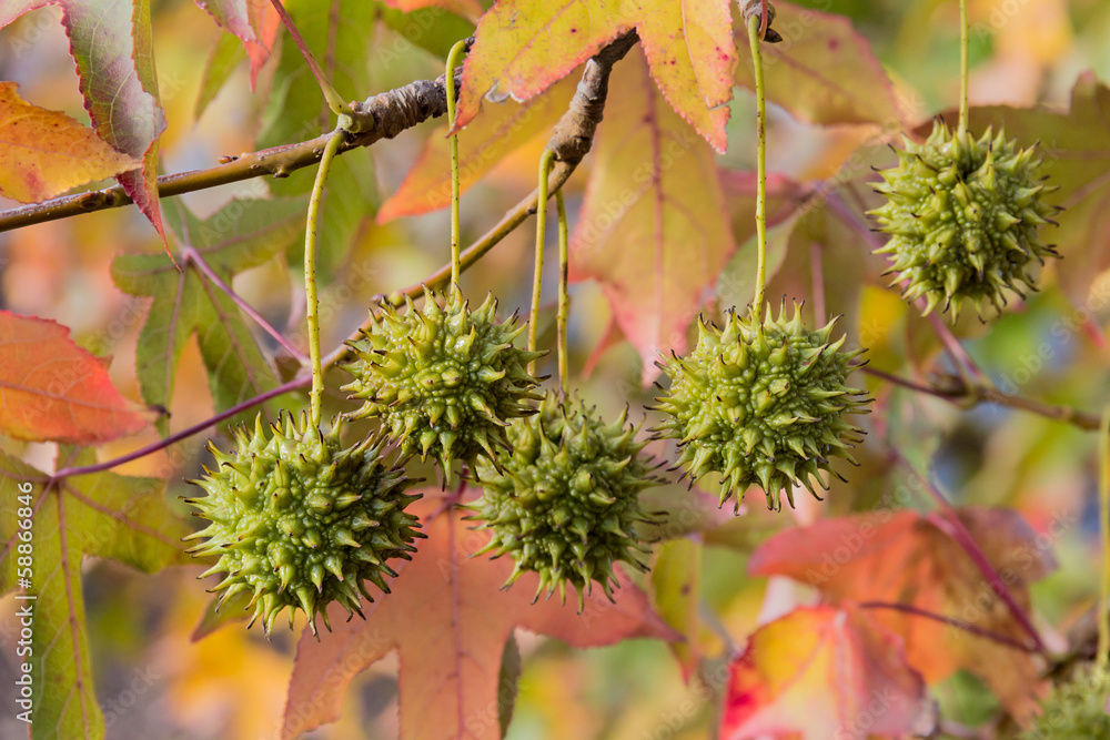 Obraz premium Fruits of american sweetgum