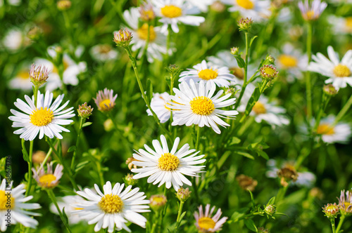 Wild camomile flowers