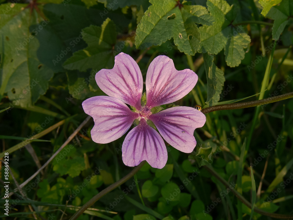 fiore di malva fiore di malva