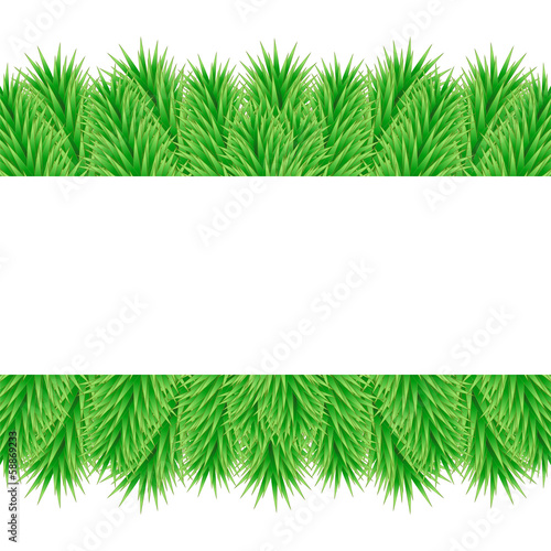 background of branches of Christmas tree with banner