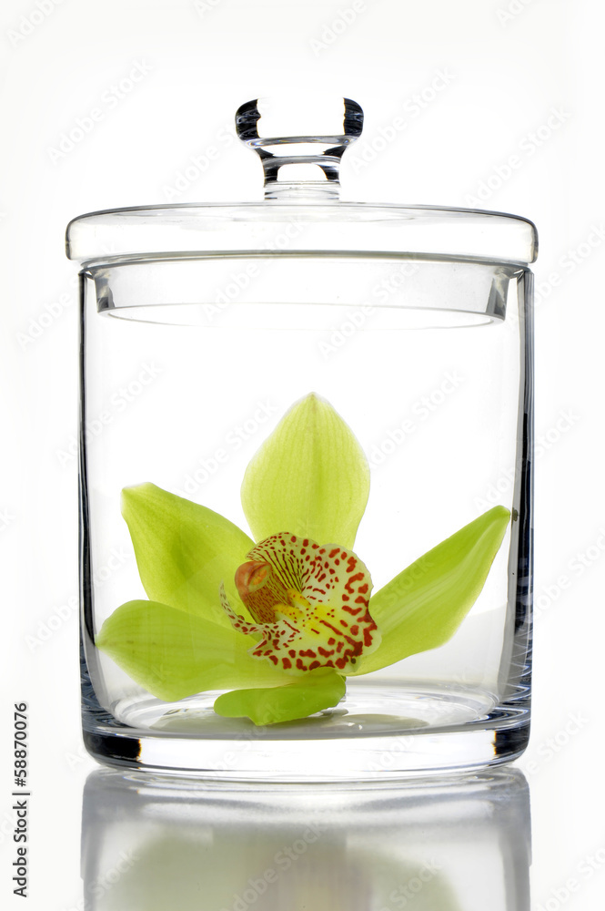 Naklejka premium Dendrobium