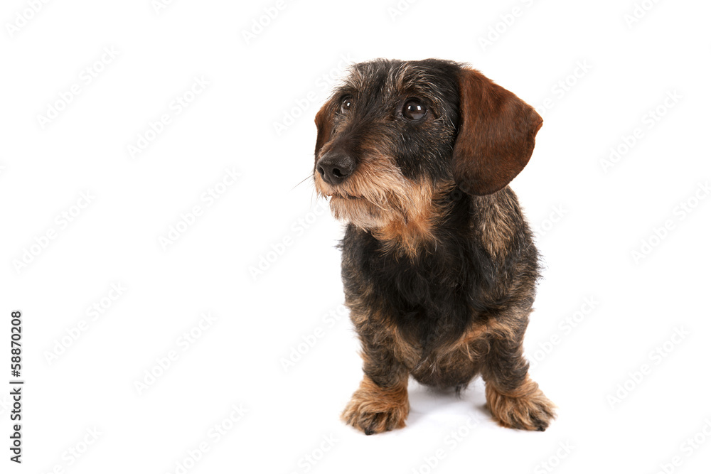 Wire haired dachshund Wire haired dachshund
