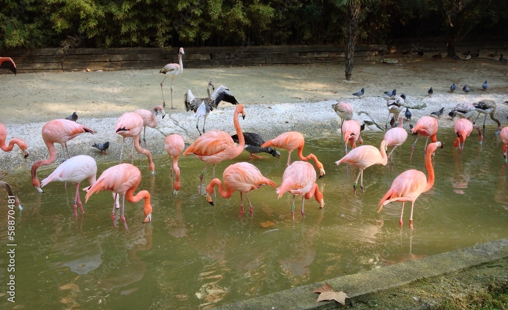 Obraz premium Flamencos