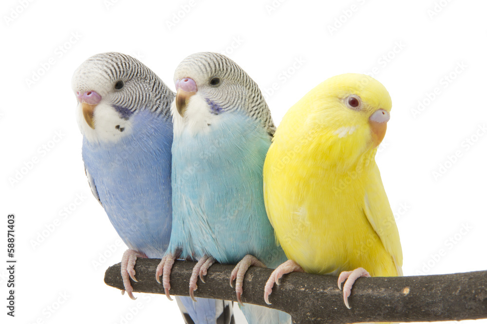 Fototapeta premium three budgies are in the roost