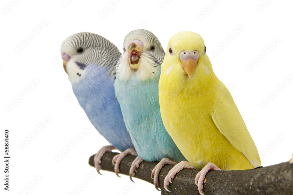 Naklejka premium three budgies are in the roost