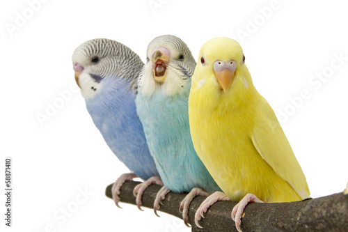 Fotografia three budgies are in the roost