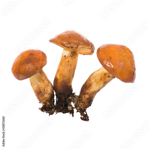 Group of edible mushrooms Suillus