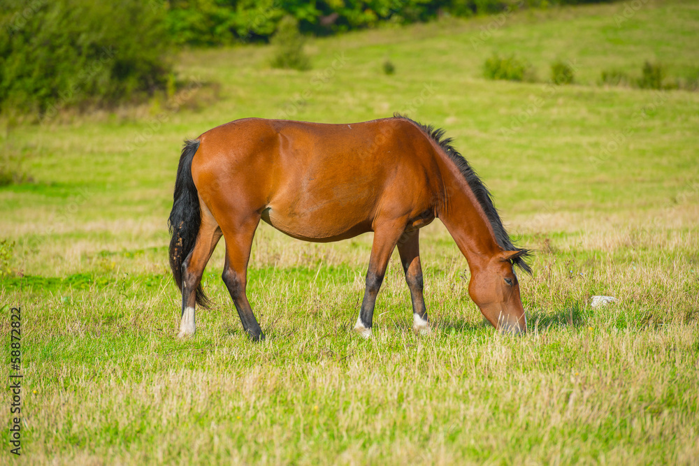 Dark bay horse