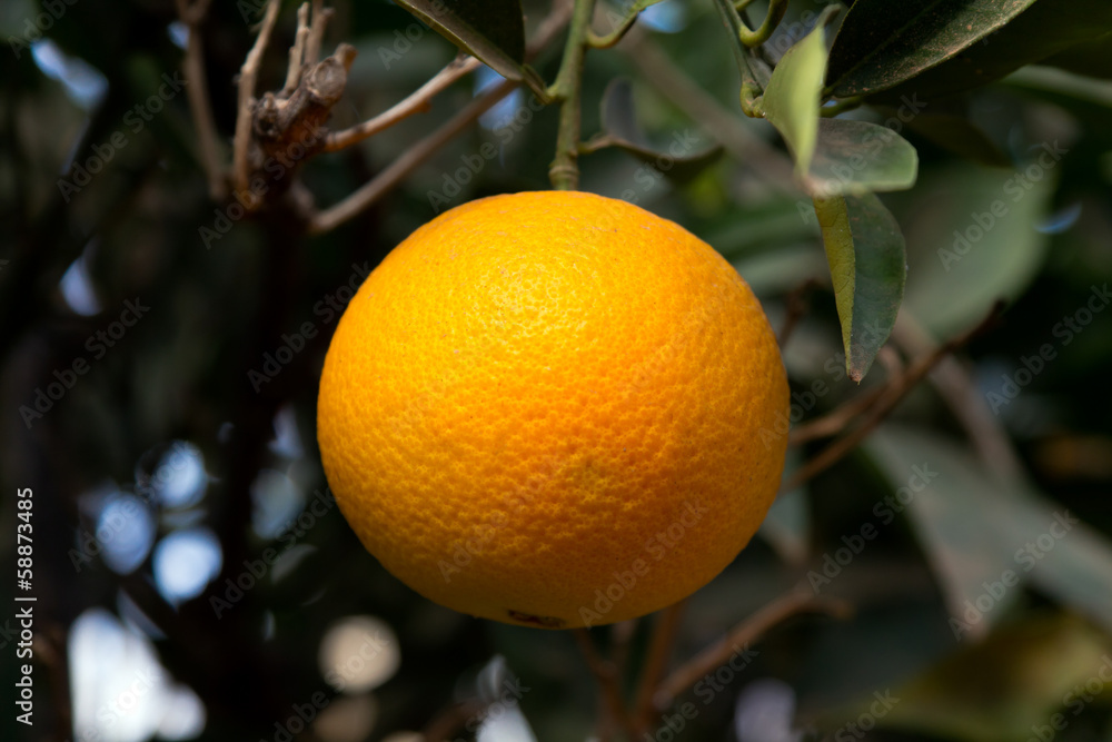 Orangen am Baum, Mittelmeer Orangen am Baum, Mittelmeer