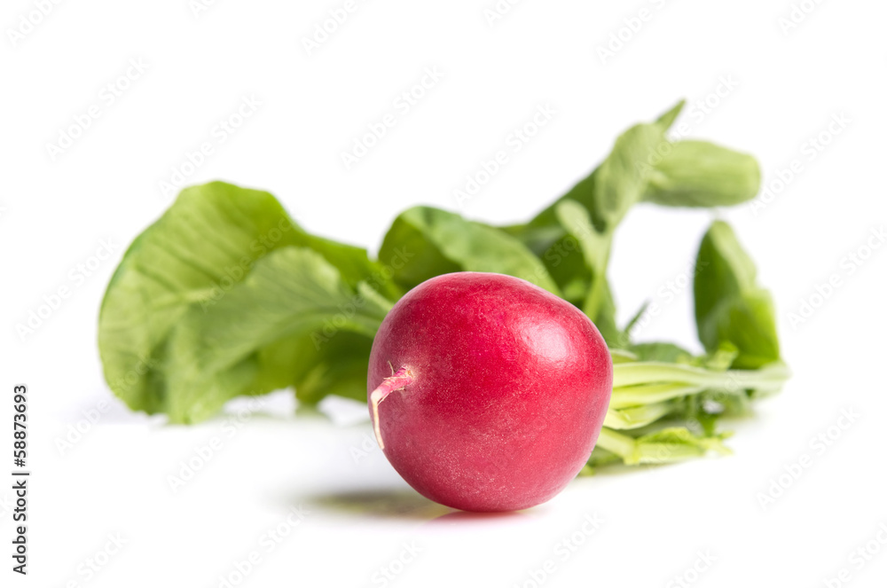 radish radish