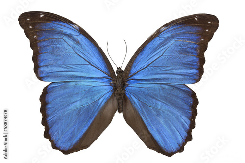 Morpho menelaus butterfly