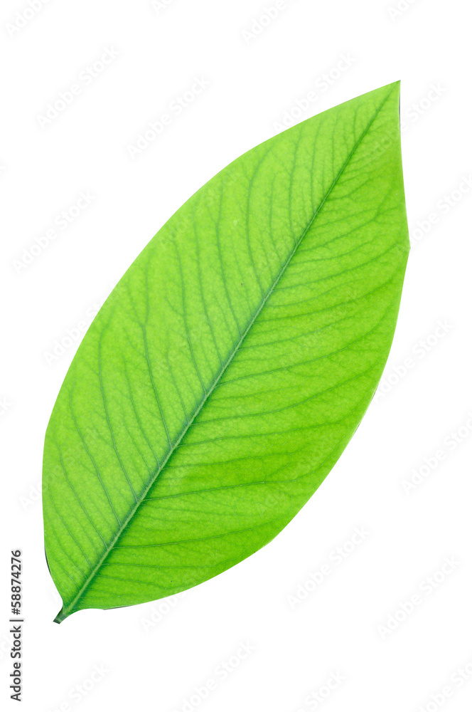 Obraz premium Green leaf isolate on white background, clipping path.