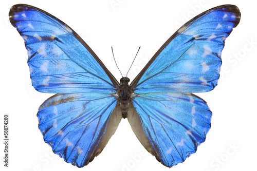 Morpho diana augustinae butterfly © filipesso