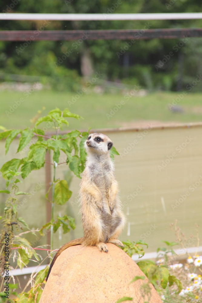 Fototapeta premium Meerkats.