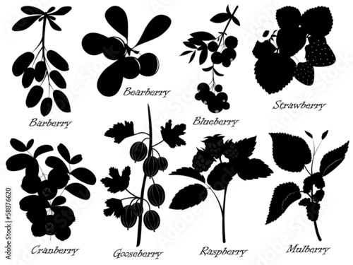 Basic Berries Vector Collection