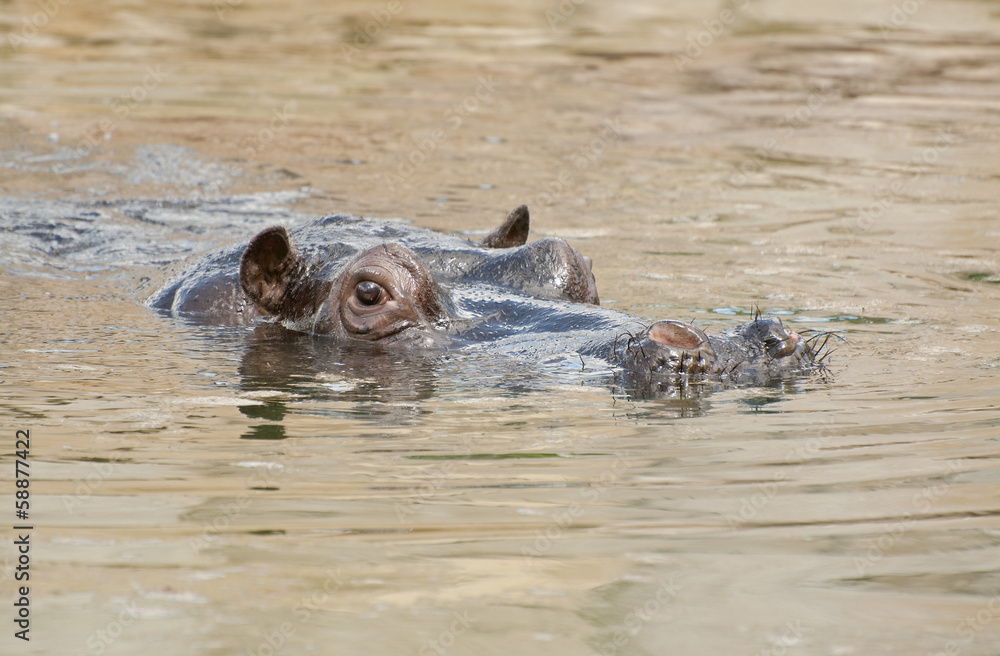 Fototapeta premium Hippopotamus