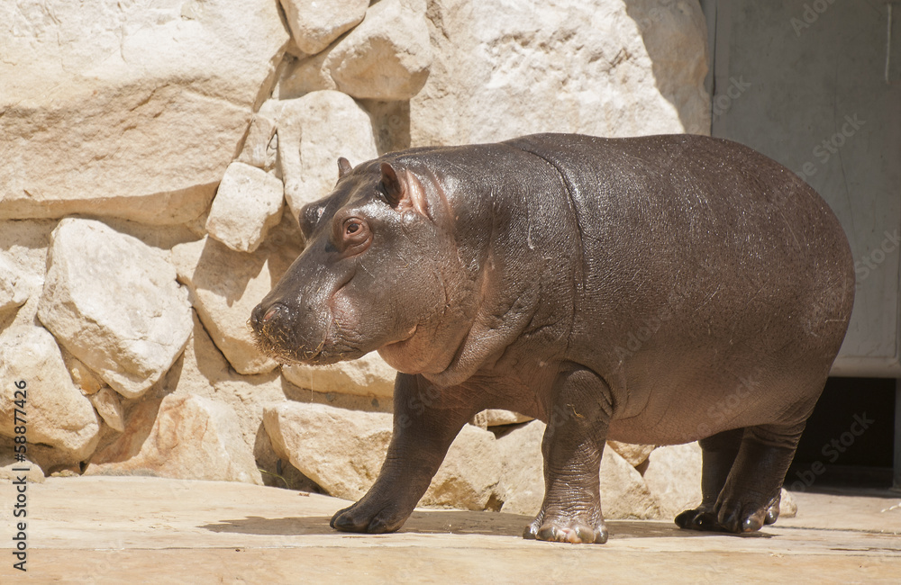 Hippopotamus