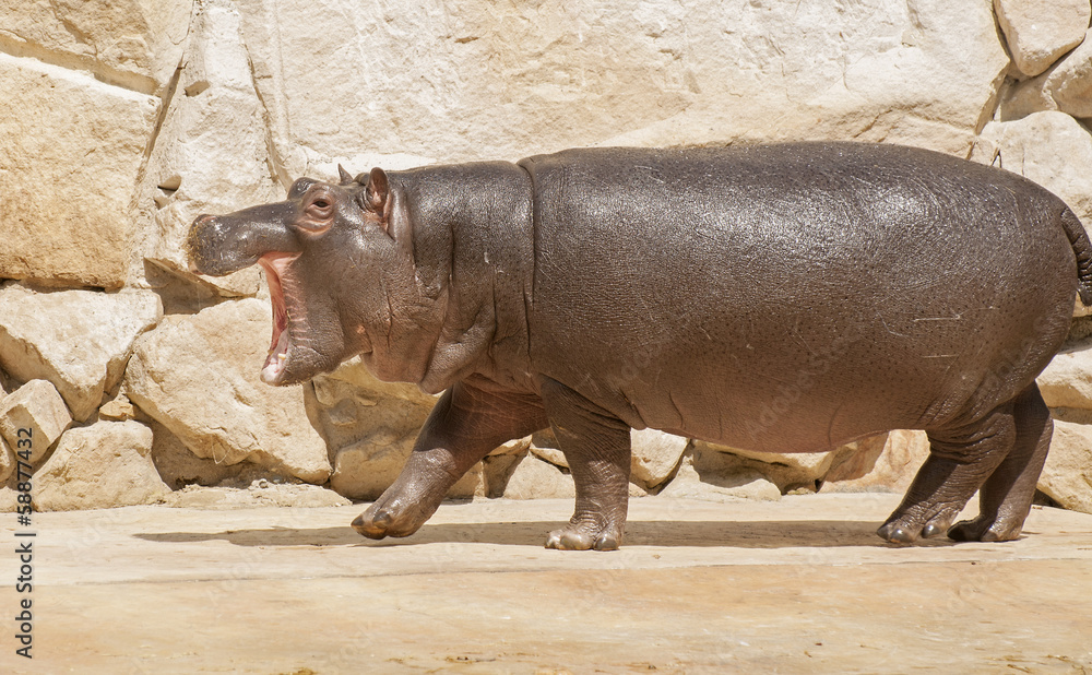 Hippopotamus