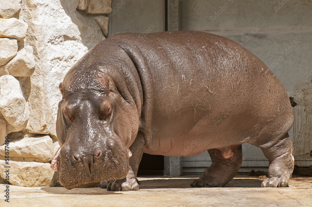 Hippopotamus