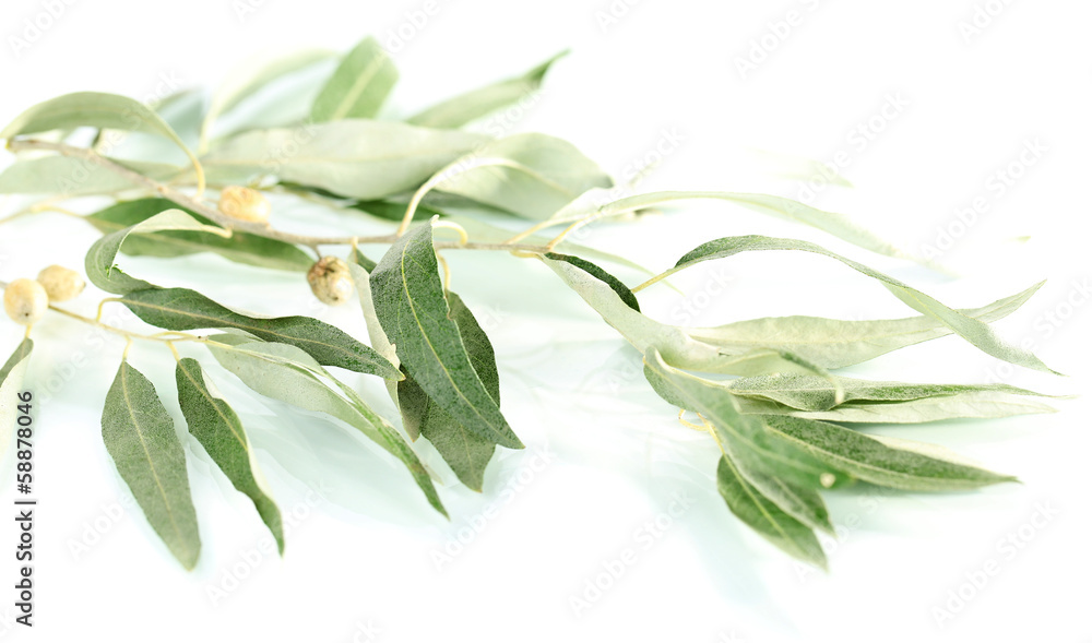 Olive branch isolated on white