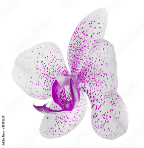 white orchid flower with pink spots