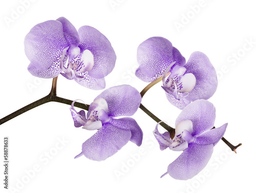 Fototapeta Naklejka Na Ścianę i Meble -  dark lilac orchid spotted flower branch