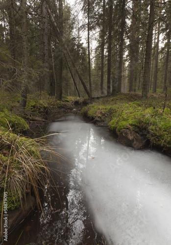 Natural forest with frozen stream