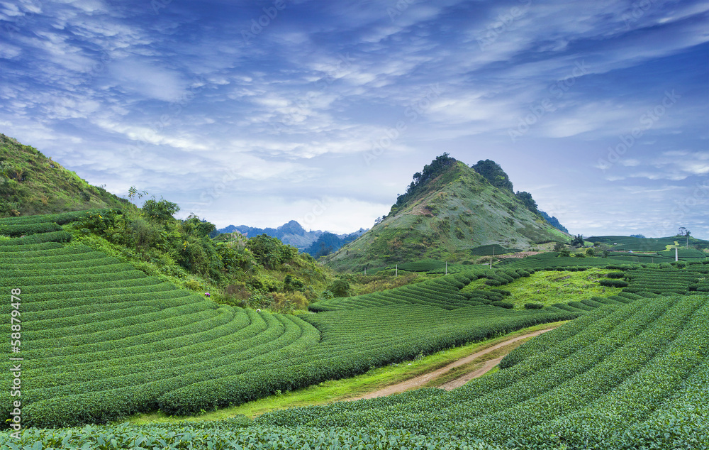 Moc Chau tea hill, Moc Chau village, Son La province, Vietnam