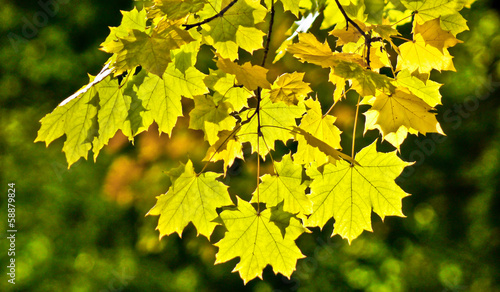 Autumn maple.