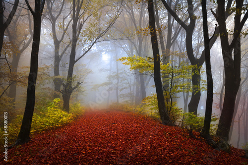 Fairytale foggy forest for child and fantasy books photo