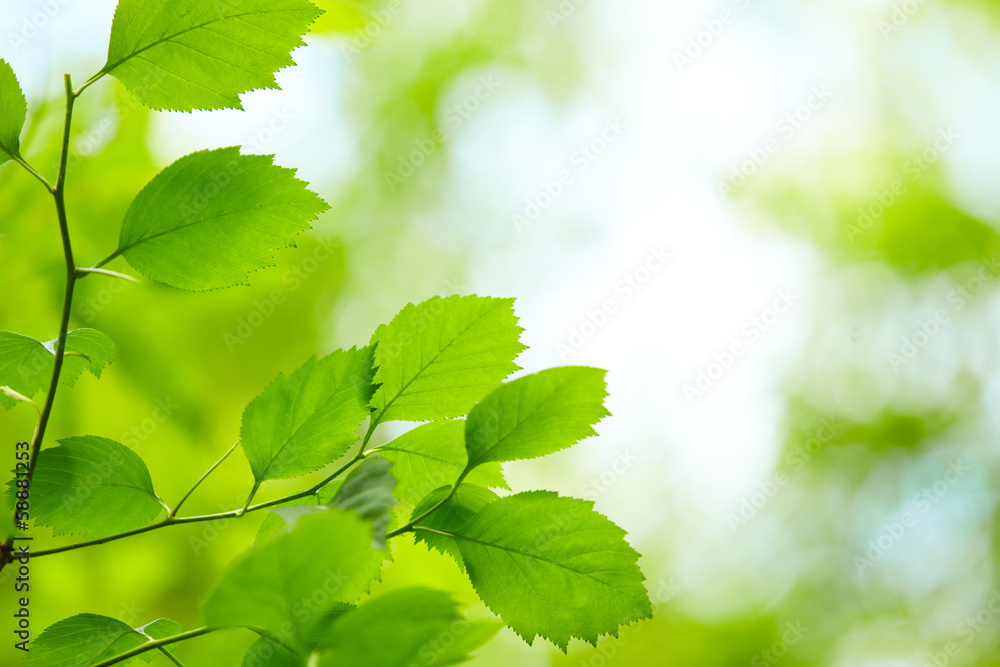 Fototapeta premium green leaves