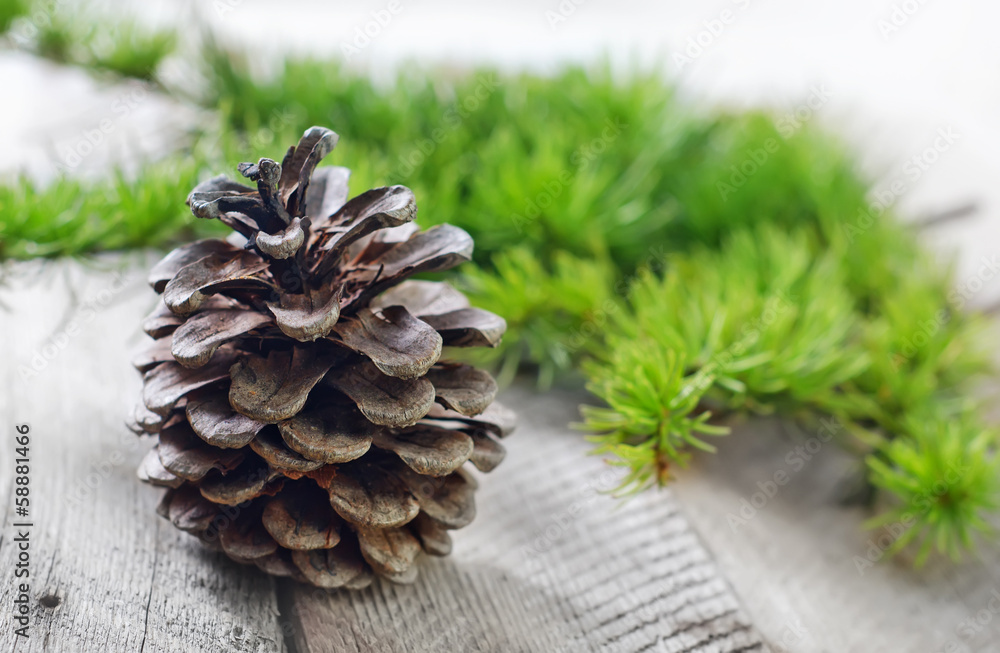 Fototapeta premium pinecones