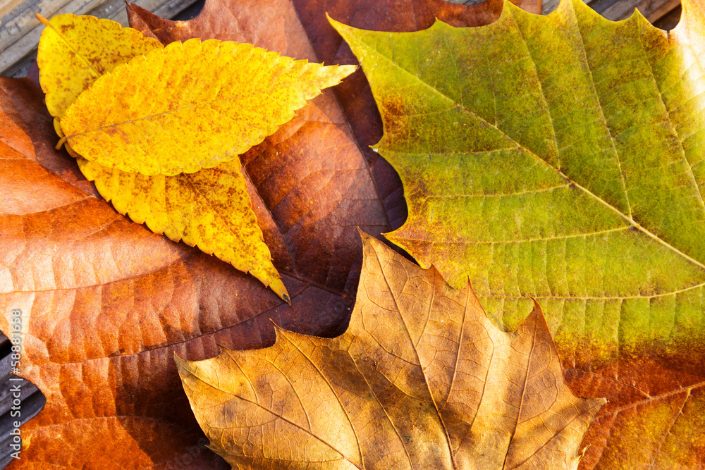 Maple leave Maple leave