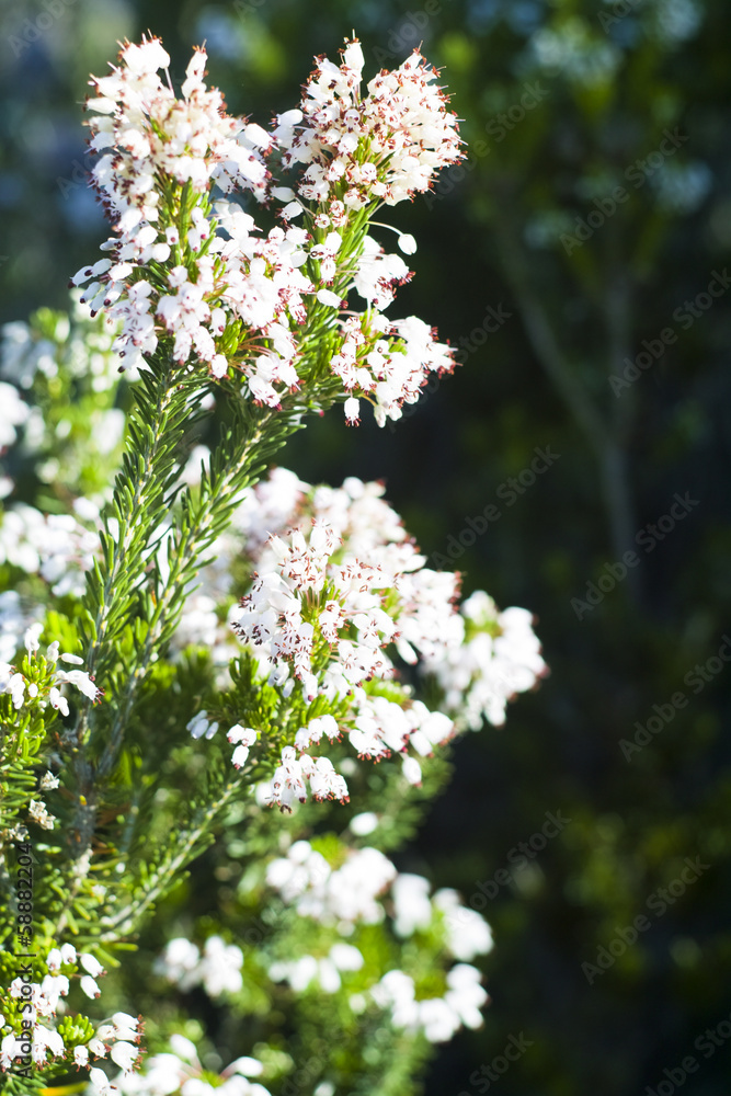 Heather Ling (Calluna vulgaris) Heather Ling (Calluna vulgaris)