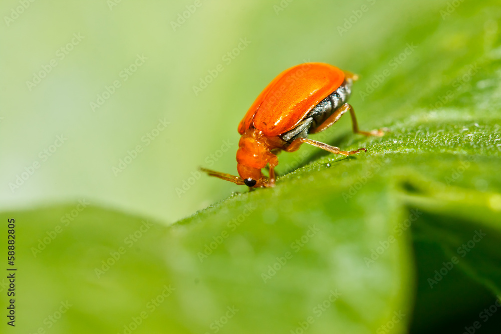 the little bug eating leaf the little bug eating leaf