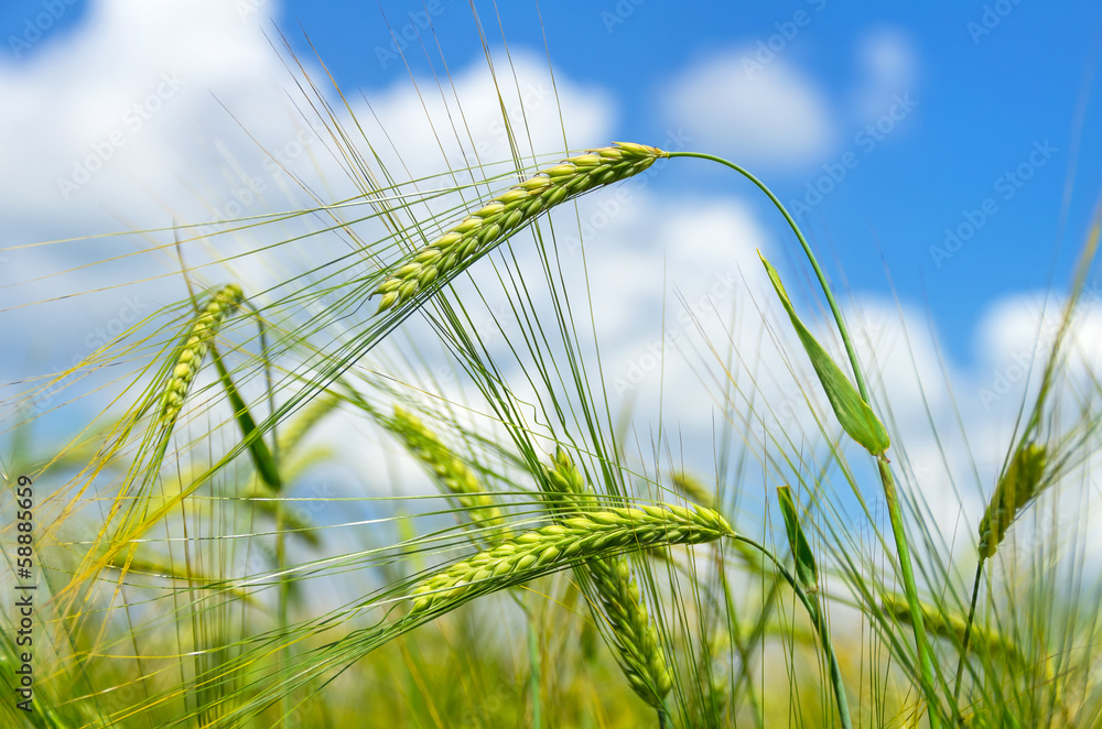 Naklejka premium Spikes of barley against the sky