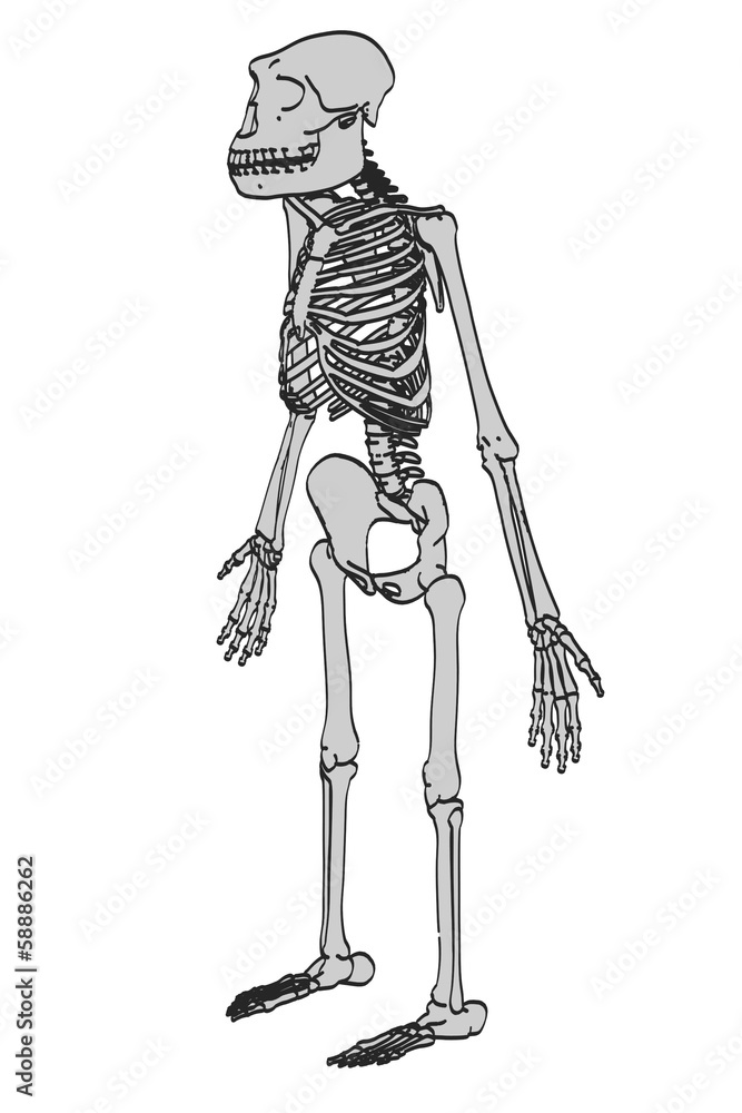 cartoon image of australopithecus afarensis