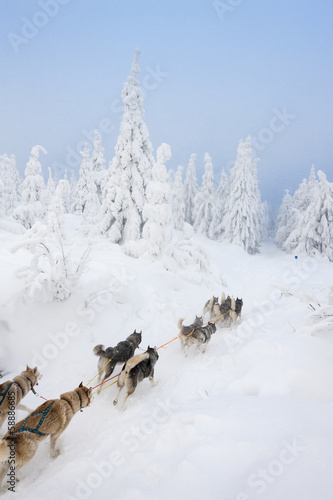 sledge dogging  Sedivacek s long  Czech Republic